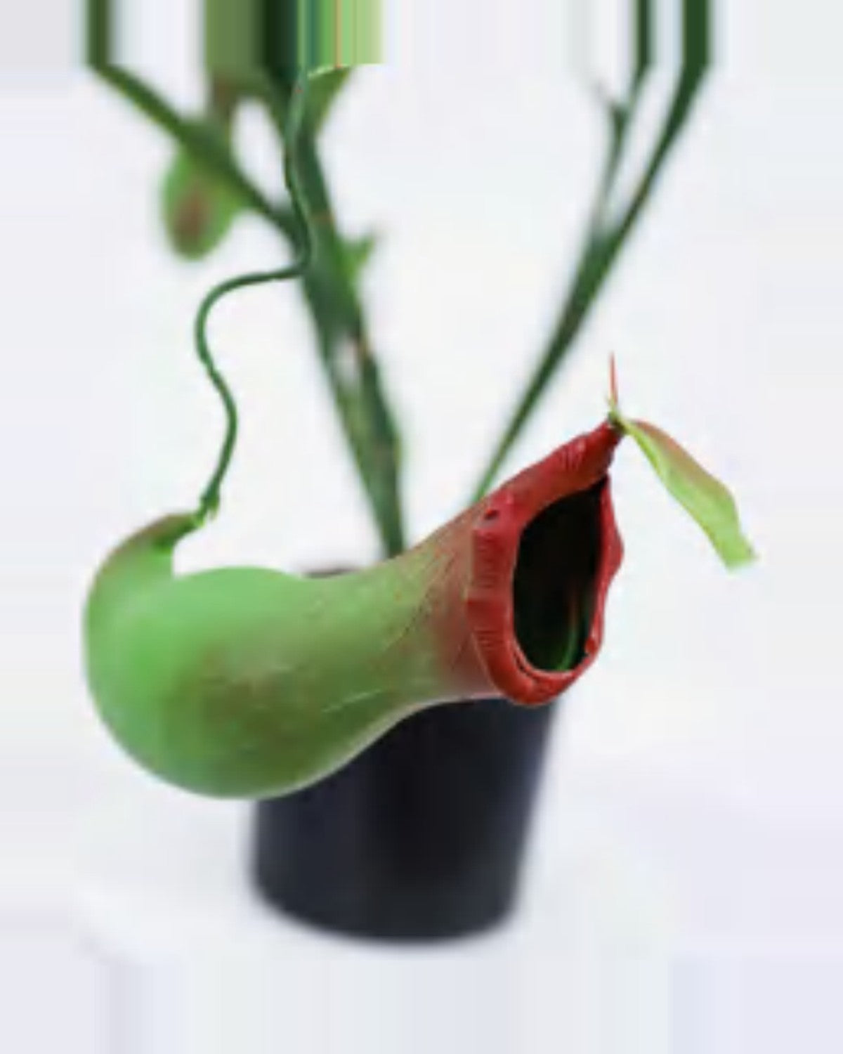 Nova Pitcher Plant — close-up detail 3, artificial pitcher plant