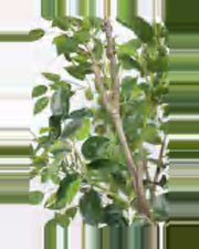 Sole Ficus Tree — close-up detail 3, artificial ficus tree