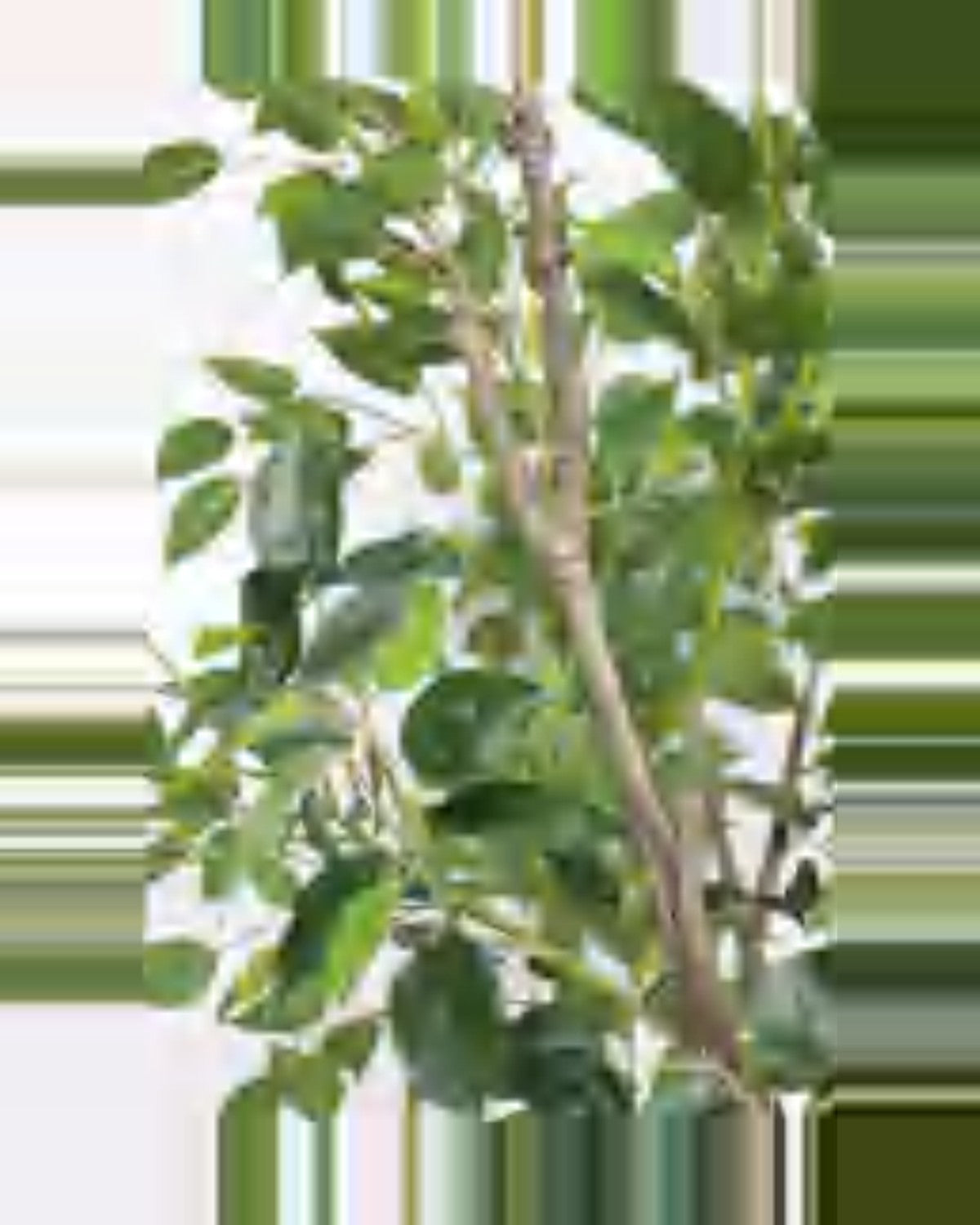 Sole Ficus Tree — close-up detail 3, artificial ficus tree