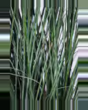 Lino Onion Grass — close-up detail 3, artificial onion grass