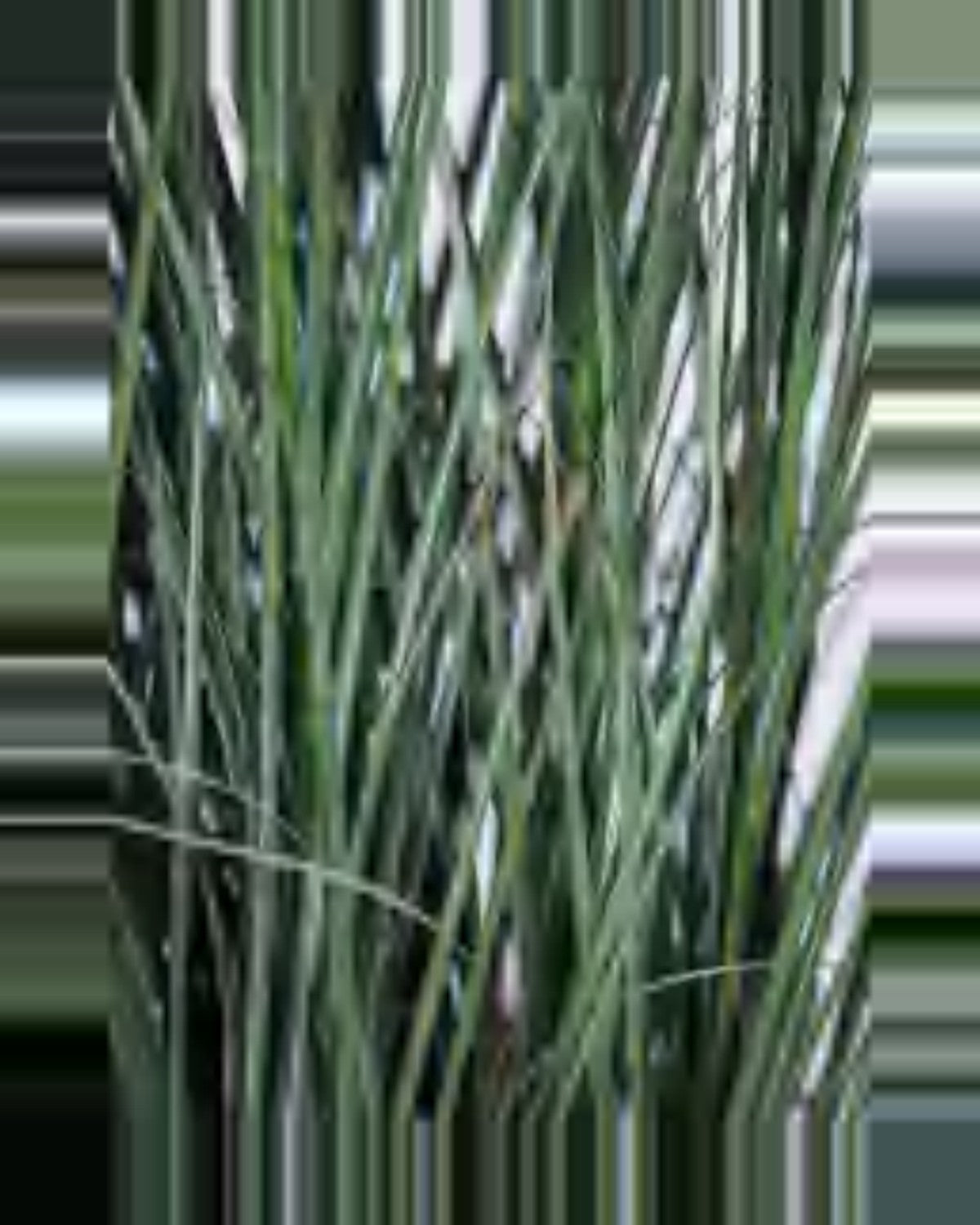 Lino Onion Grass — close-up detail 3, artificial onion grass