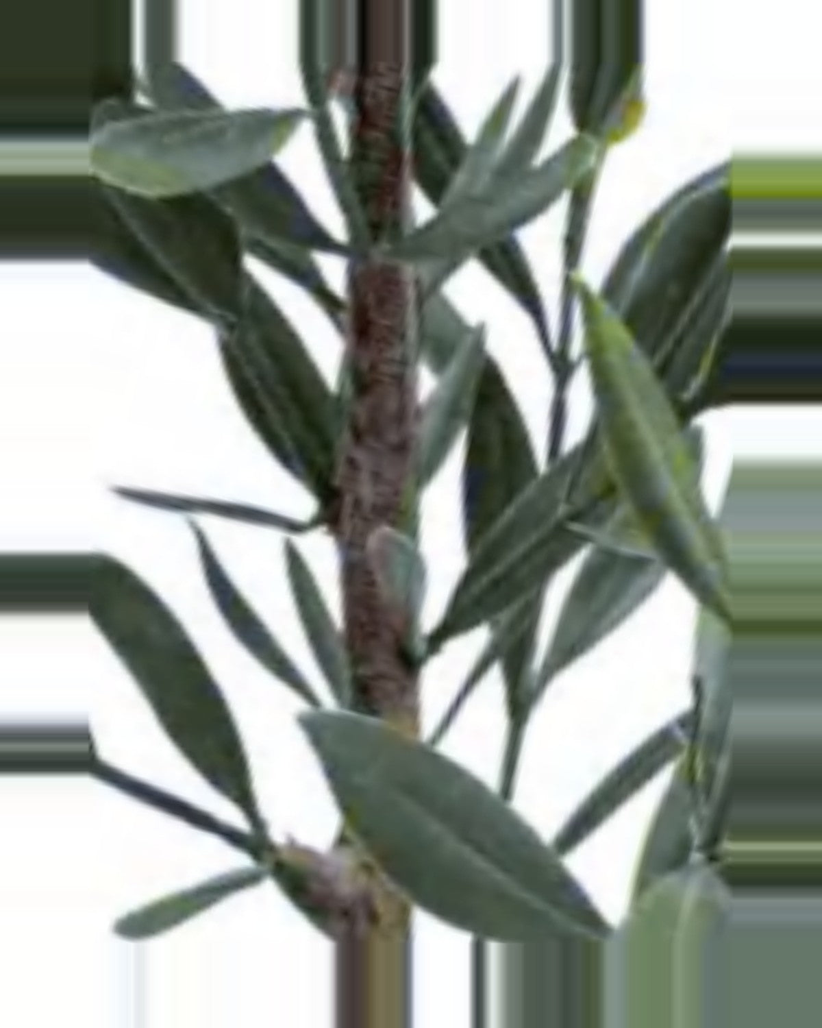 Salina Olive Tree — close-up detail 3, artificial olive tree