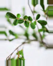 Teramo Black Olive Tree — close-up detail 3, artificial black olive tree