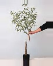 Amalfi Olive Tree — close-up detail 3, artificial olive tree