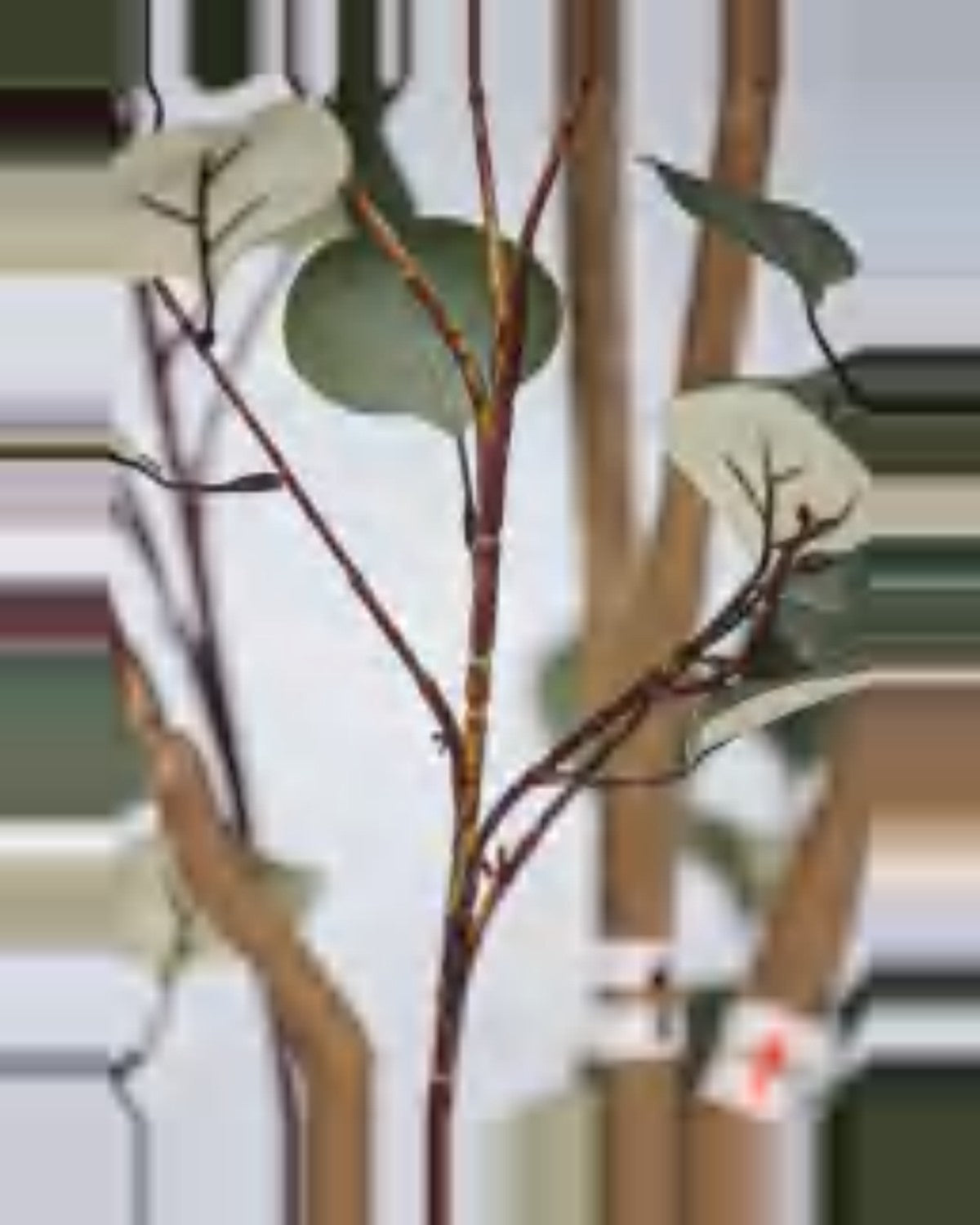 Alma Eucalyptus Tree — close-up detail 3, artificial eucalyptus tree