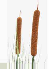 Riva Cattail Grass — close-up detail 3, artificial cattail grass
