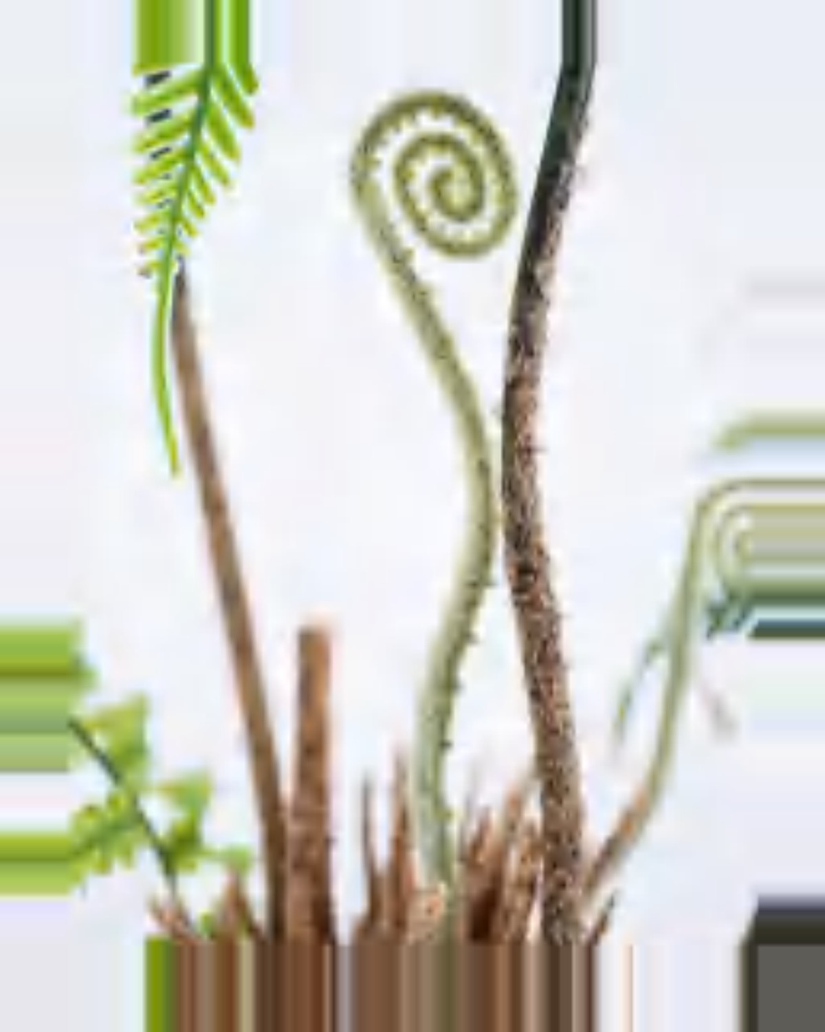 Cigale Boston Fern Plant — close-up detail 4, artificial boston fern plant