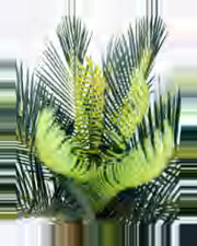Draille Sago Palm — close-up detail 4, artificial sago palm