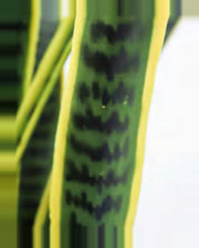 Oustau Snake Plant — close-up detail 4, artificial snake plant