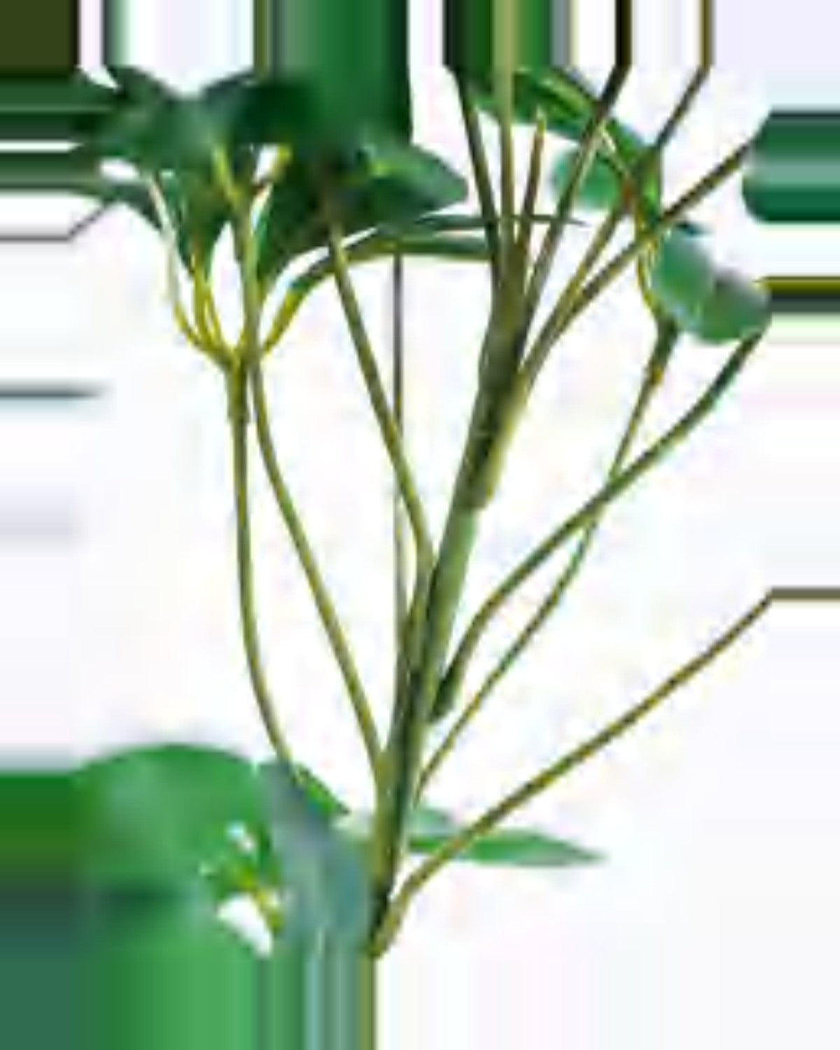 Riva Schefflera Tree — close-up detail 4, artificial schefflera tree