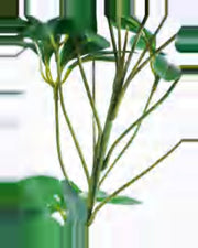 Riva Schefflera Tree — close-up detail 4, artificial schefflera tree