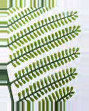 Argilla Royal Poinciana Tree — close-up detail 4, artificial royal poinciana tree