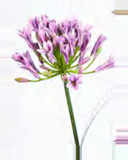 Ombra Agapanthus Onion Grass — close-up detail 4, artificial agapanthus onion grass