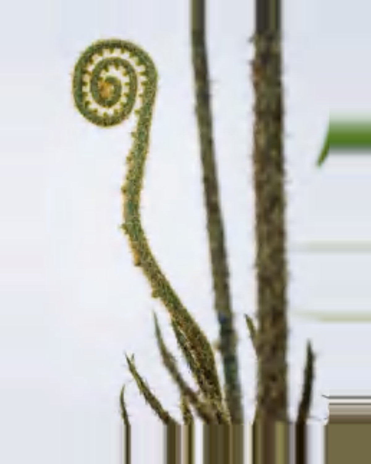 Farigoule Boston Fern Plant — close-up detail 4, artificial boston fern plant