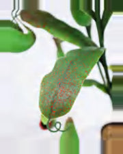 Aria Pitcher Plant — close-up detail 4, artificial pitcher plant