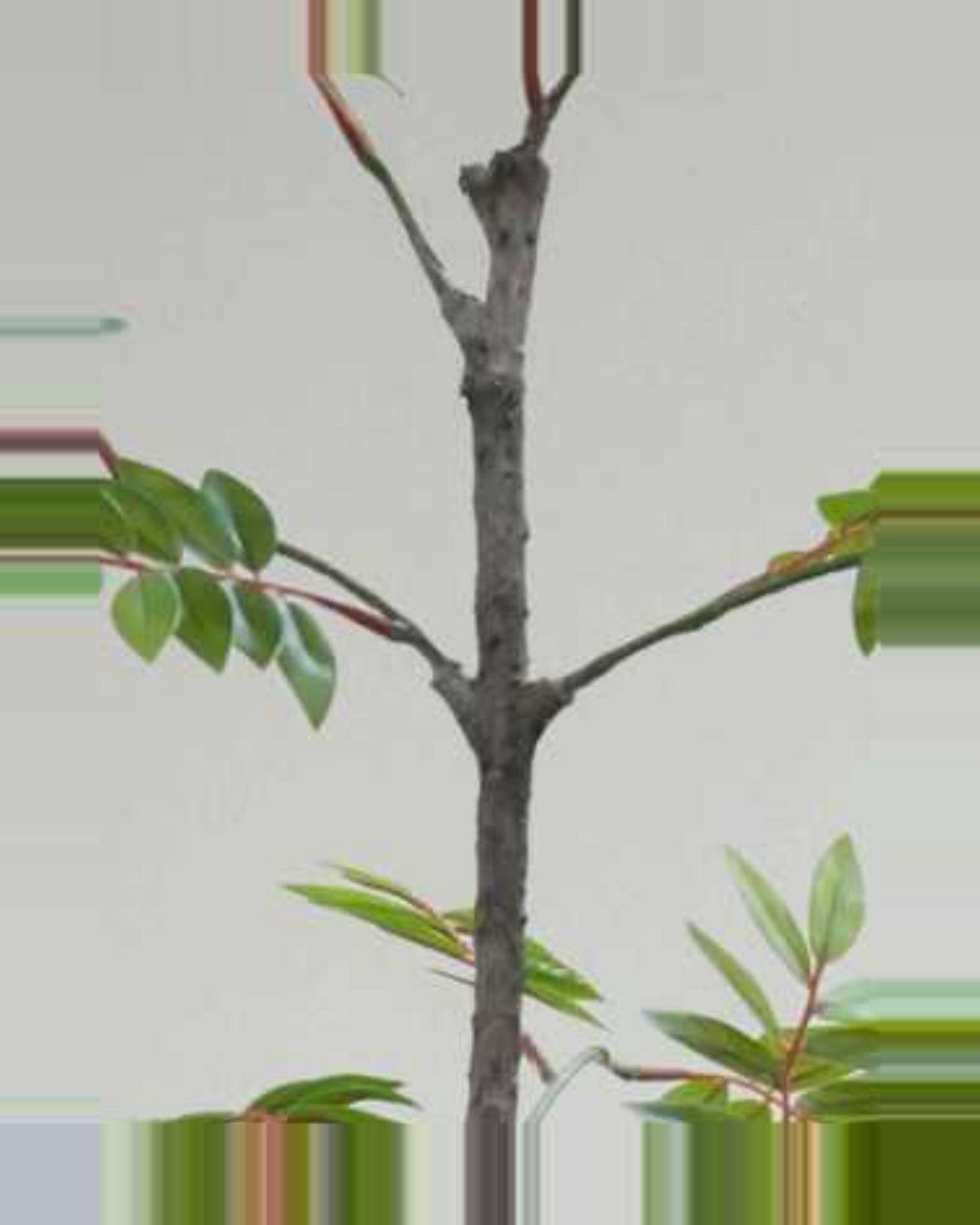 Terra Little Green Leaf Tree — close-up detail 4, artificial little green leaf tree