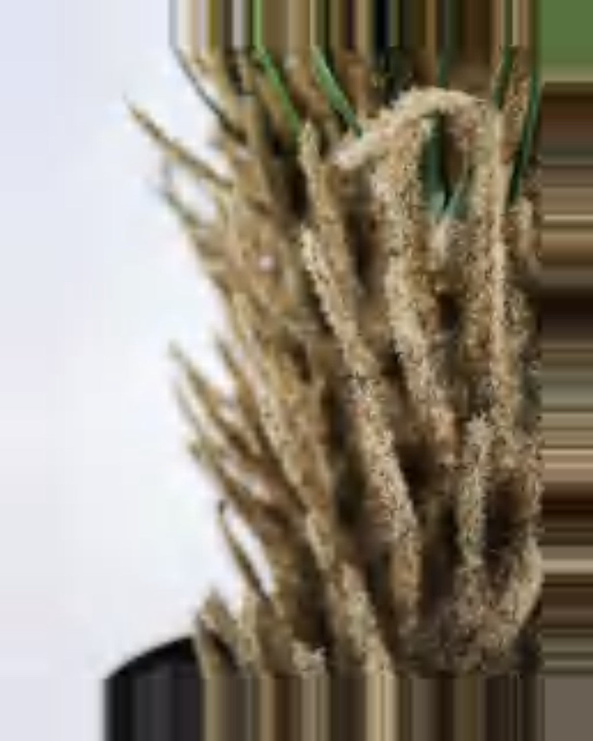 Clapas Sago Palm — close-up detail 4, artificial sago palm