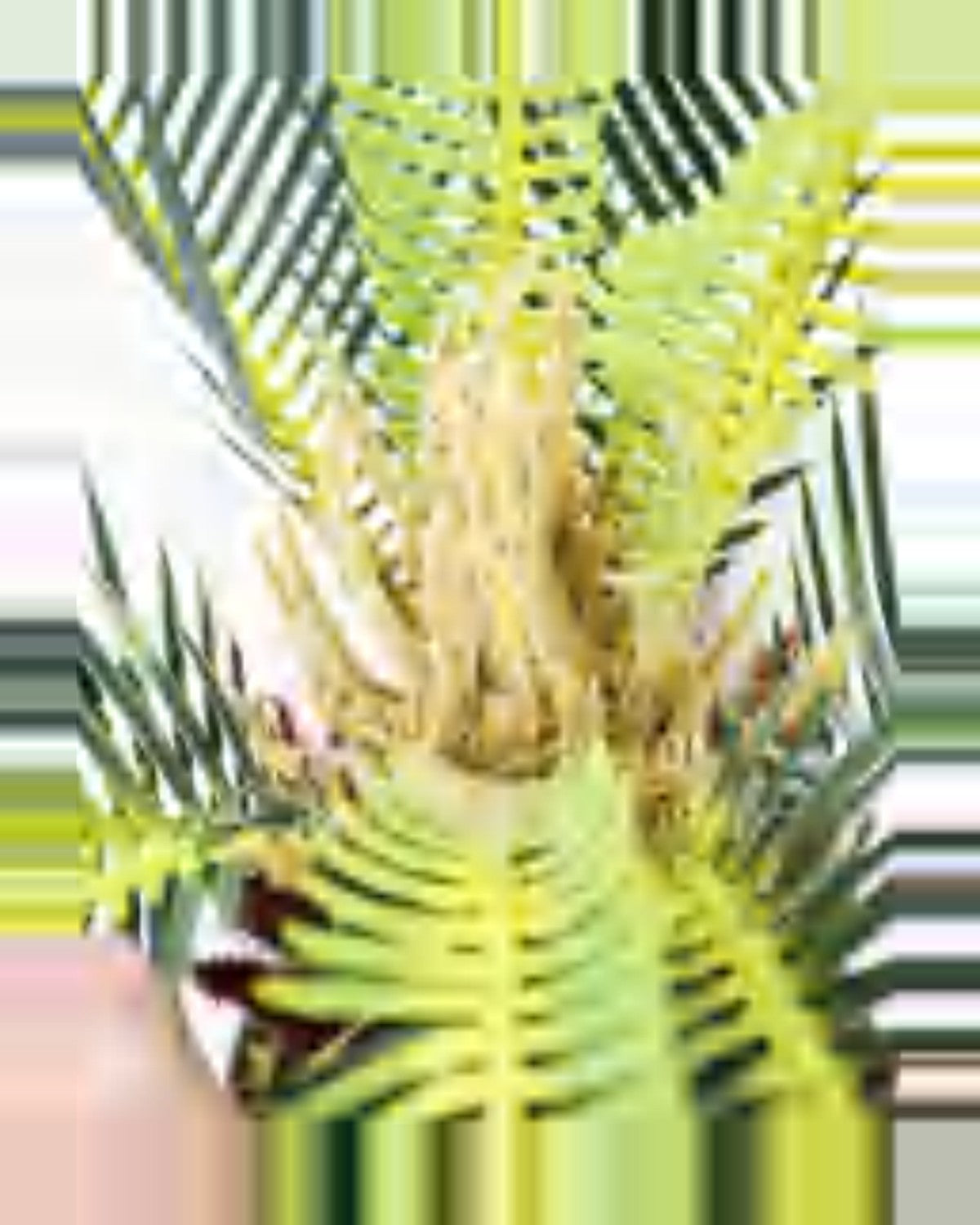 Lauze Sago Palm — close-up detail 4, artificial sago palm