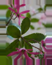 Rosa Purple Star Flower Tree — close-up detail 4, artificial purple star flower tree