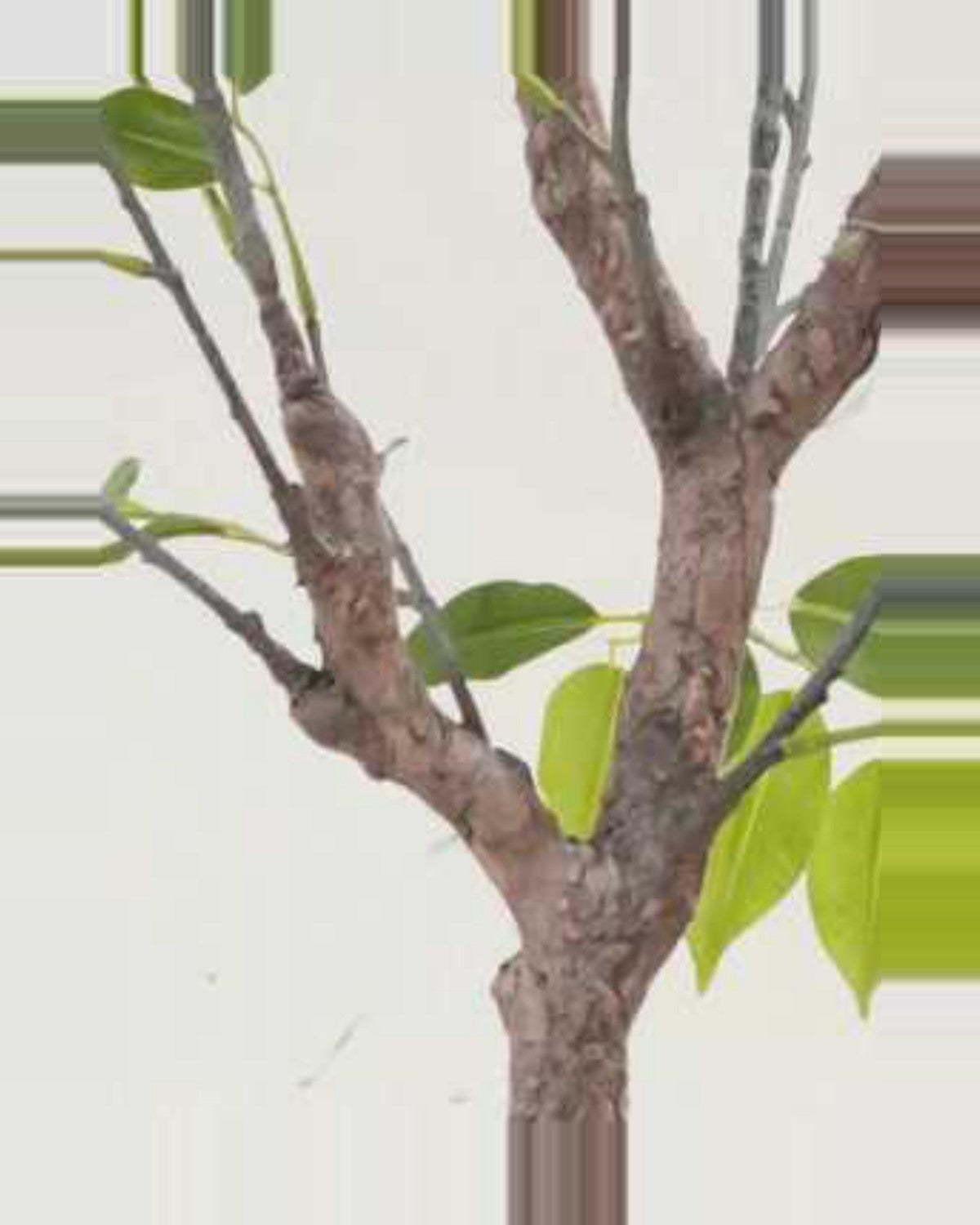 Alma Leaf Ficus Tree — close-up detail 4, artificial leaf ficus tree