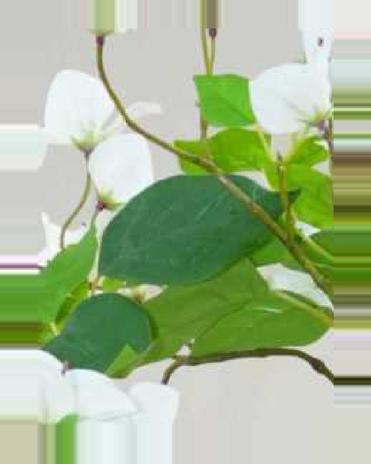 Sabbia Bougainvillea Tree — close-up detail 4, artificial bougainvillea tree