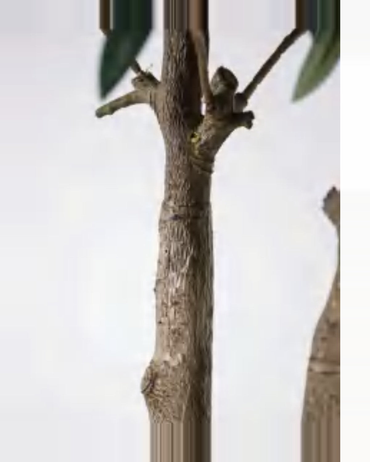 Urbino Olive Tree — close-up detail 4, artificial olive tree