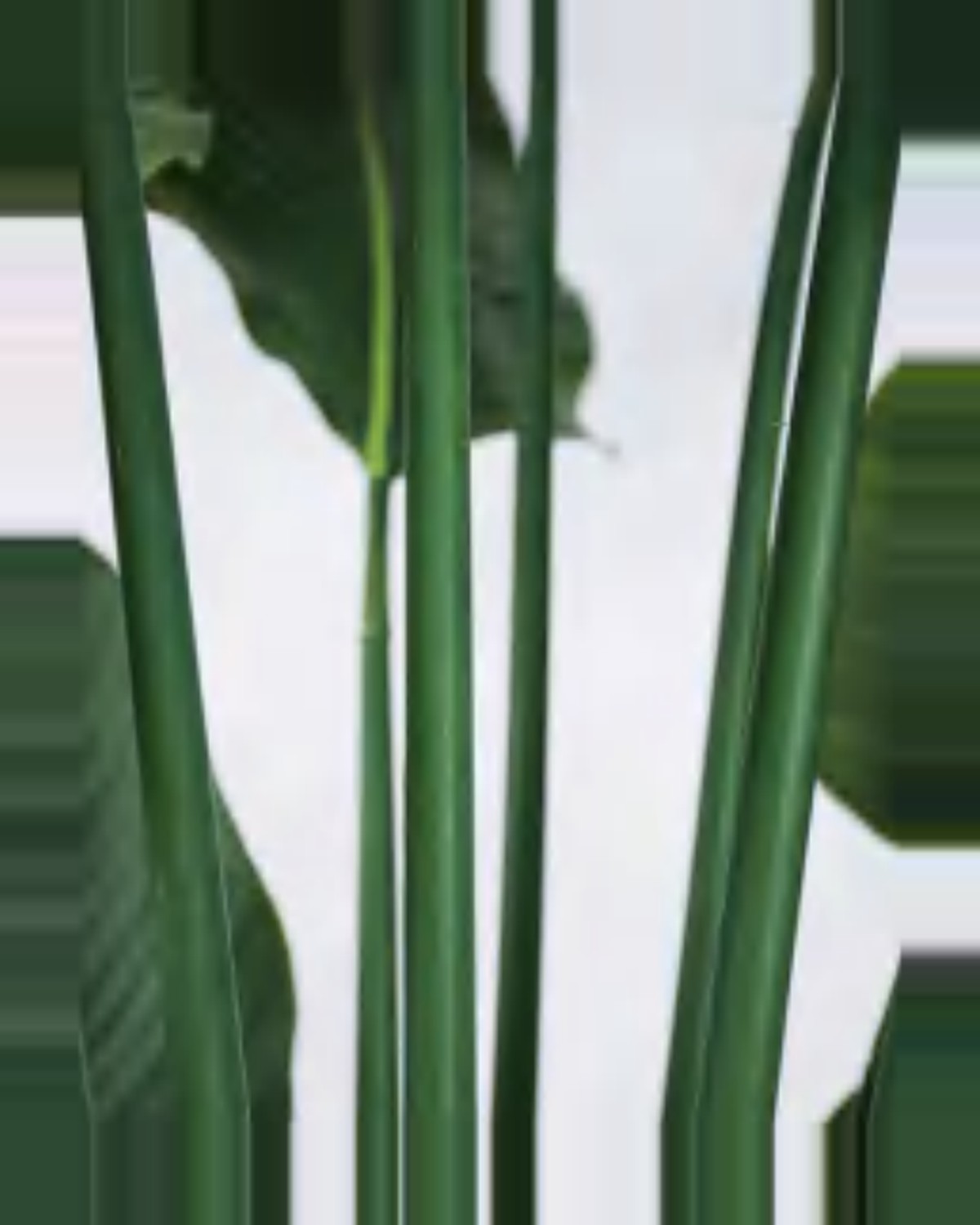 Lauze Travelers Palm Tree — close-up detail 4, artificial travelers palm tree