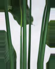 Lauze Travelers Palm Tree — close-up detail 4, artificial travelers palm tree
