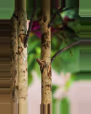 Vallon Bougainvillea Tree — close-up detail 4, artificial bougainvillea tree