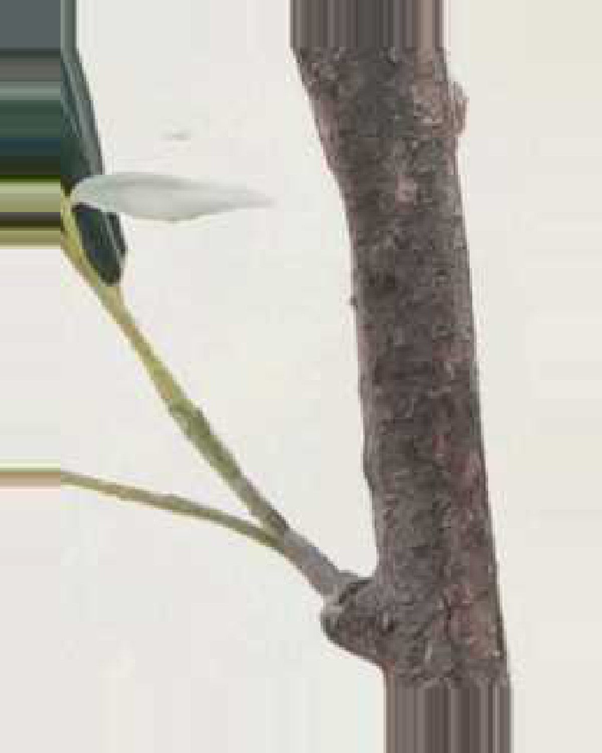 Lucchese Olive Fruit Leaf Tree — close-up detail 4, artificial olive fruit leaf tree