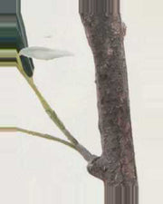 Lucchese Olive Fruit Leaf Tree — close-up detail 4, artificial olive fruit leaf tree