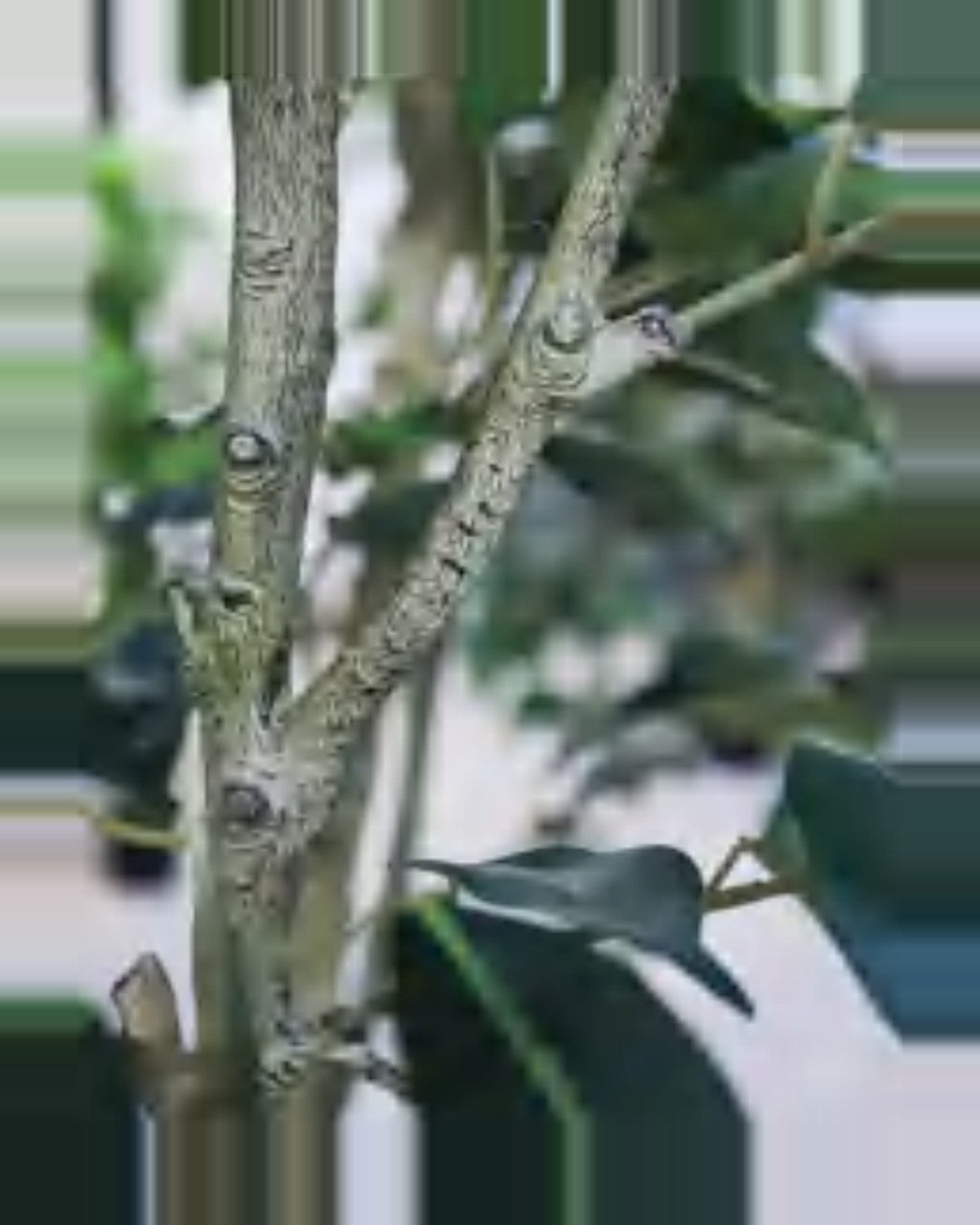 Aria Ficus Tree — close-up detail 4, artificial ficus tree