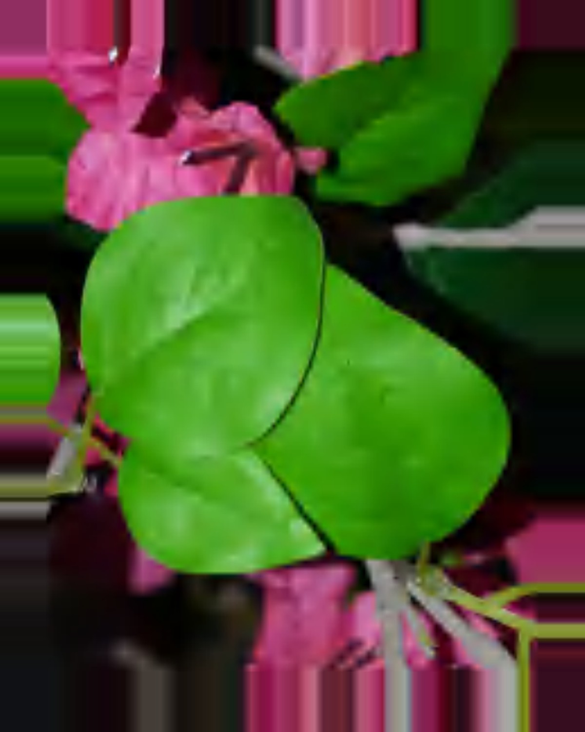 Ombra Bougainvillea Tree — close-up detail 4, artificial bougainvillea tree