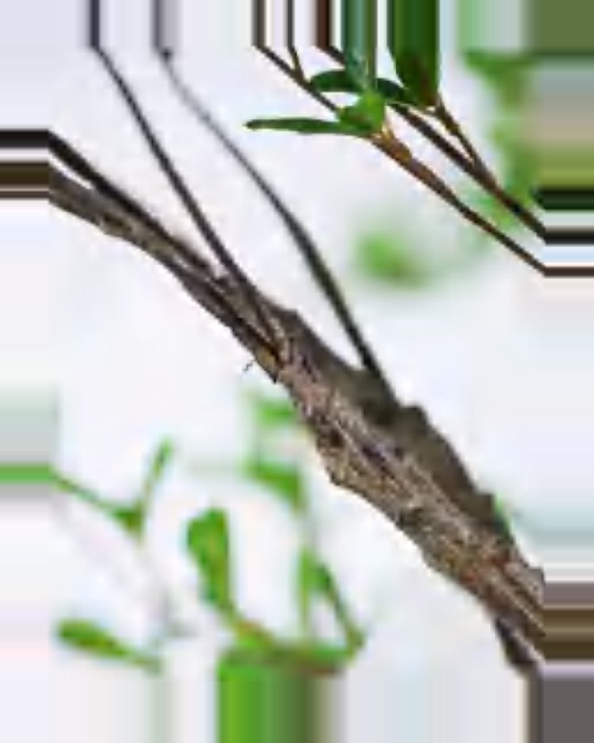 Teramo Black Olive Tree — close-up detail 4, artificial black olive tree