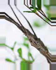 Teramo Black Olive Tree — close-up detail 4, artificial black olive tree