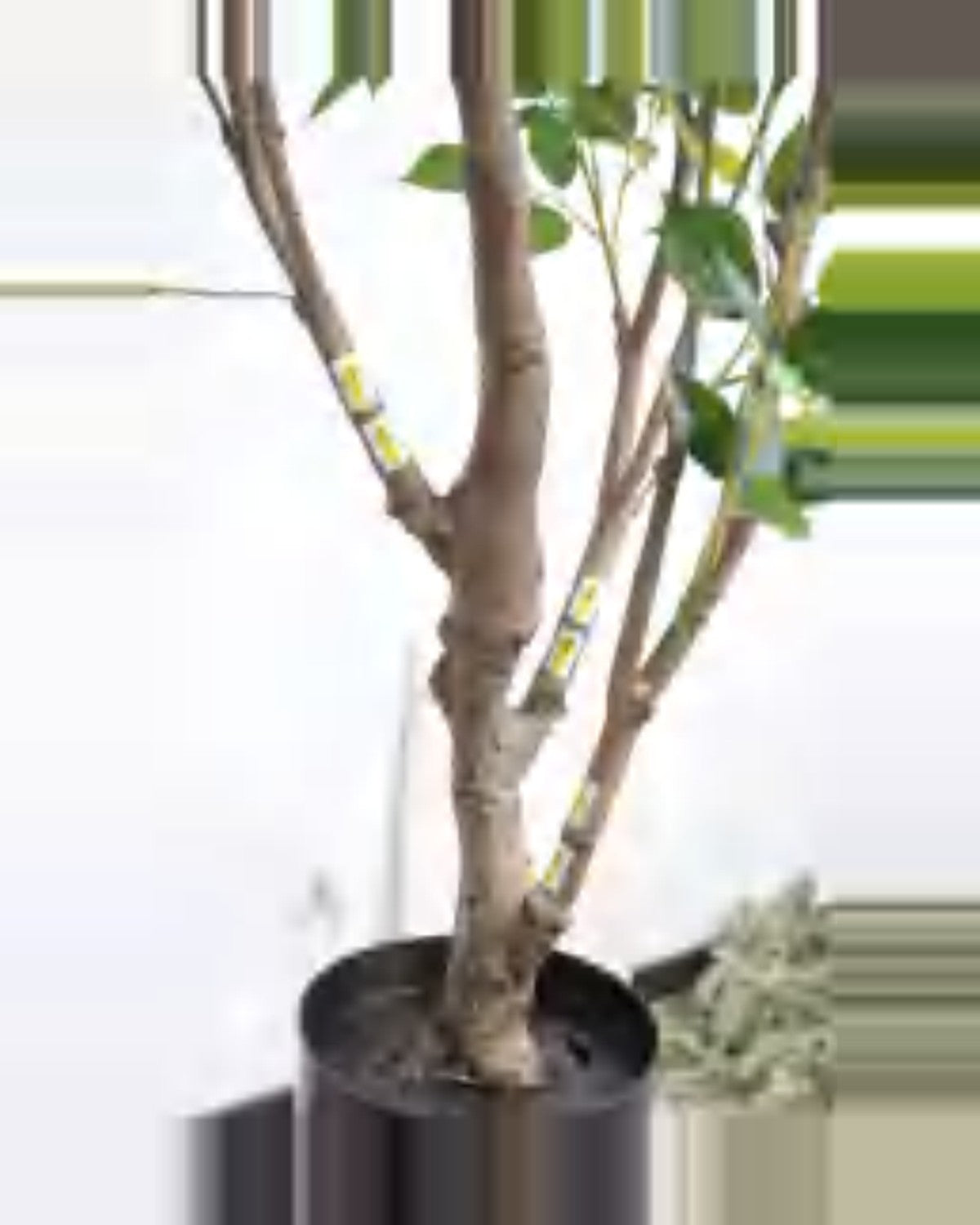 Sole Ficus Tree — close-up detail 4, artificial ficus tree