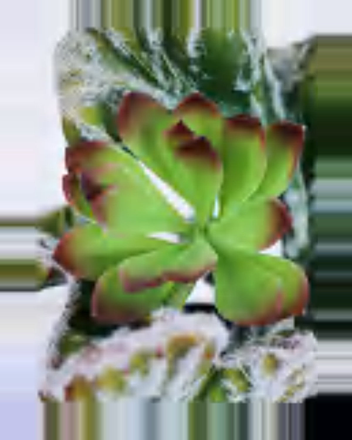 Terra Coral Cactus Euphorbia Plant — close-up detail 4, artificial coral cactus euphorbia plant