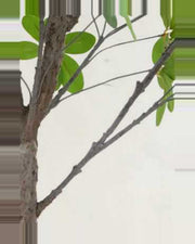 Farigoule Schefflera Leaf Tree — close-up detail 4, artificial schefflera leaf tree