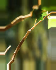 Onda Banyan Tree — close-up detail 4, artificial banyan tree