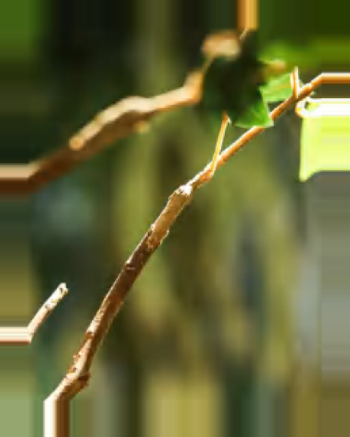 Onda Banyan Tree — close-up detail 4, artificial banyan tree