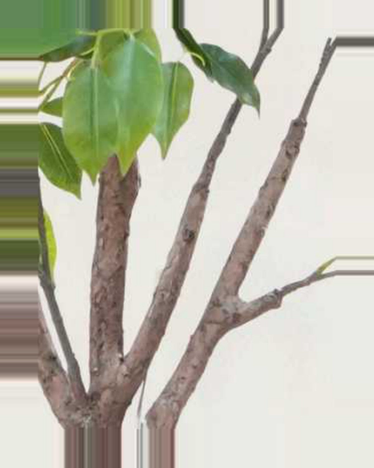 Sole Ficus Tree With Black Trunk — close-up detail 4, artificial ficus tree with black trunk