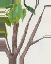 Sole Ficus Tree With Black Trunk — close-up detail 4, artificial ficus tree with black trunk
