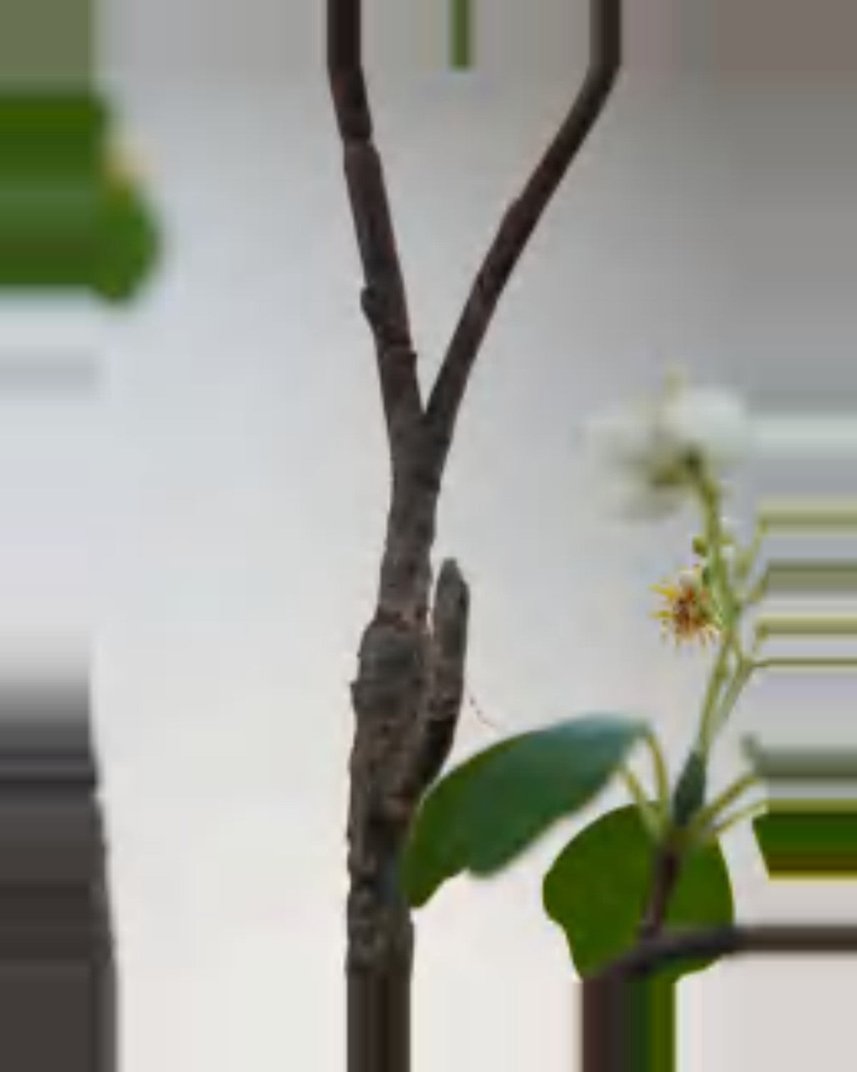 Vela Dogwood Tree — close-up detail 4, artificial dogwood tree