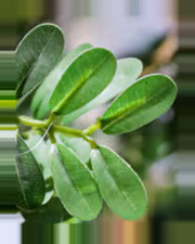 Restanque Osmanthus Tree — close-up detail 4, artificial osmanthus tree