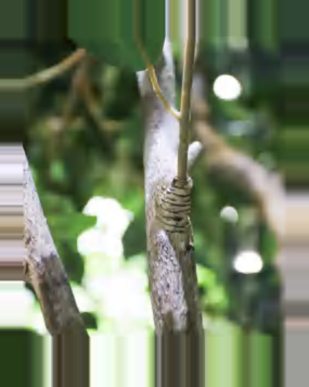 Riva Ficus Tree — close-up detail 4, artificial ficus tree