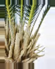 Borie Sago Palm — close-up detail 4, artificial sago palm