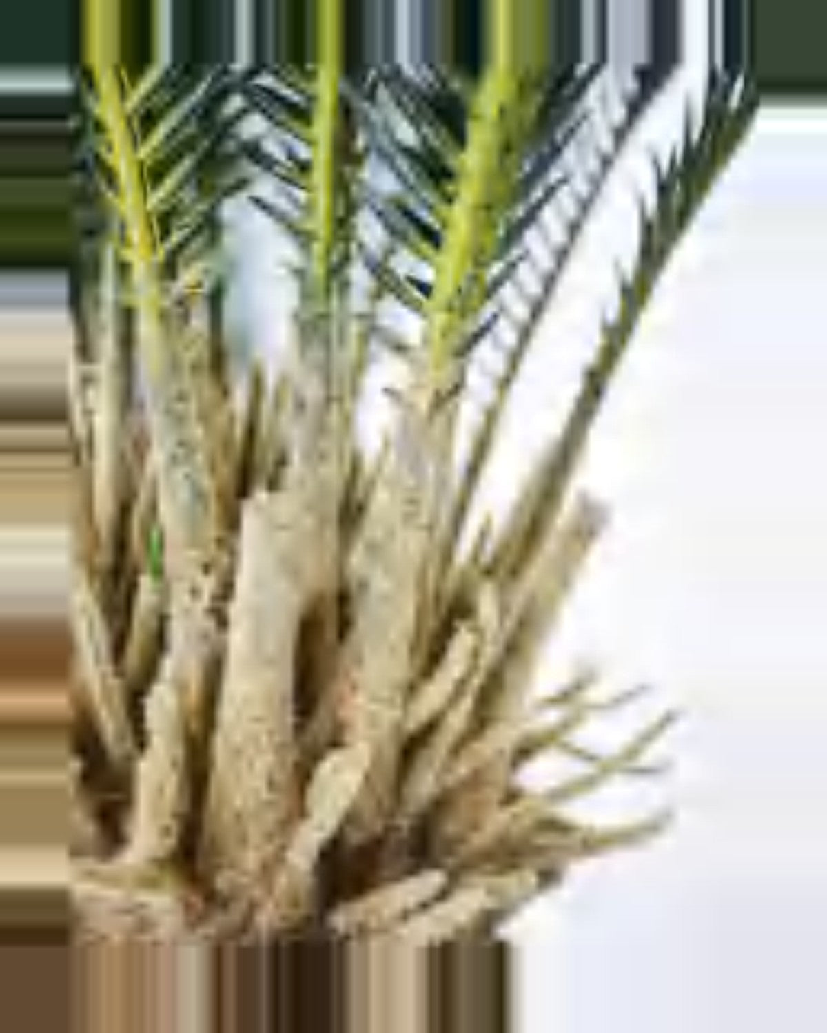 Borie Sago Palm — close-up detail 4, artificial sago palm