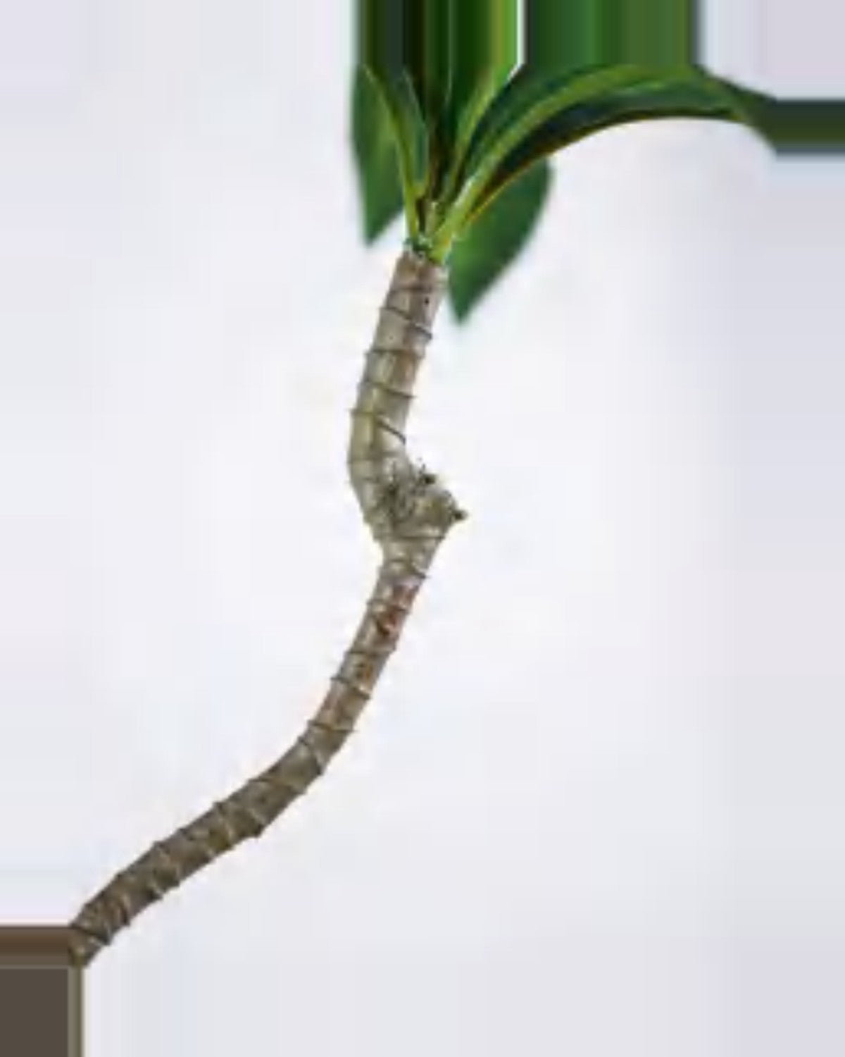 Alma Dracaena Plant — close-up detail 4, artificial dracaena plant