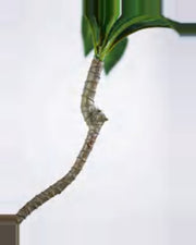 Alma Dracaena Plant — close-up detail 4, artificial dracaena plant