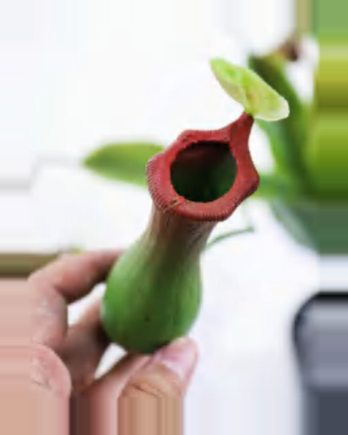 Luce Pitcher Plant — close-up detail 4, artificial pitcher plant